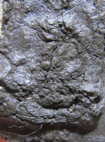 พระร่วงนั่งสองหน้าตัดเดี่ยว กรุวัดราชบูรณะ เนื้อชินเงิน จ.อยุธยา มาพร้อมบัตรรับรอง