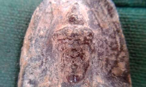 พระร่วงรางปืน เก่ามากไขขึ้นทั่วองค์ บุกมาจากรังตำรวจครับ