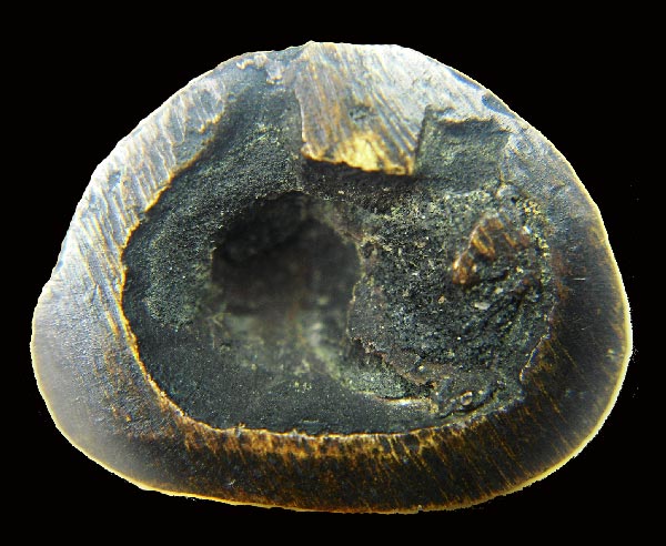 พระสังกัจจายน์หล่อโบราณ รุ่นแรก วัดสังข์กระจายวรวิหาร เนื้อทองผสม สร้างราวปี พ.ศ.2495-2499 ดินไทย