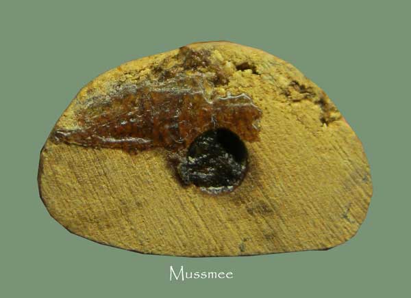 @@@ รูปเหมือน หลวงพ่อเงิน วัดบางงคลาน (เนื้อไม้โพธิ์แกะ อุดเทียนชัย) พระสวยยยยยยยยยยยย @@@ U4