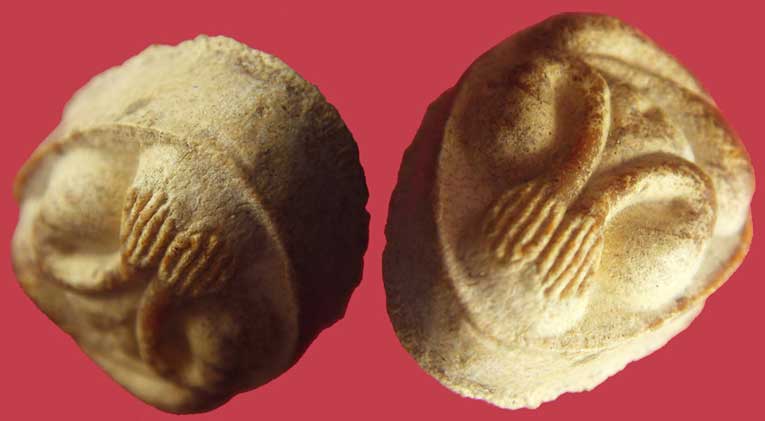 พระปิดตา หลังยันต์พุทโธ หลวงปู่โต๊ะ เนื้อผงเกสร ผิวพระแซมสีน้ำผึ้ง ซ้วยยยย..สวยยยย