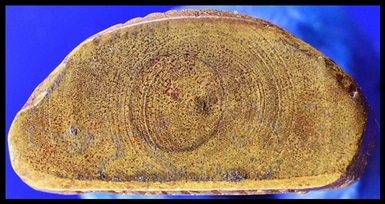 รูปเหมือนปั๊มหลวงพ่ออี๋ วัดสัตหีบ ปี2514 กันกลีงวงเดือนหายากครับ