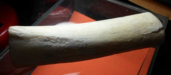 ขออนุญาตลงกระดานนี้นะครับ  ....กระดูกช้างท่อน...