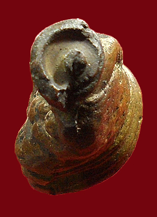 ไตฮงกง รุ่น 2  หัวกลึง 