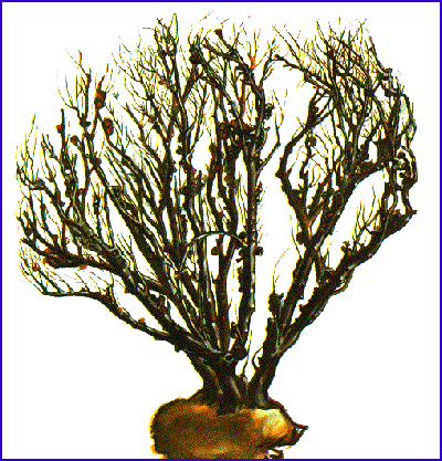 สร้อยคอ"กัลปังหา" แท้ๆ ทั้งเส้น ยาวประมาณ 26 นิ้ว ...