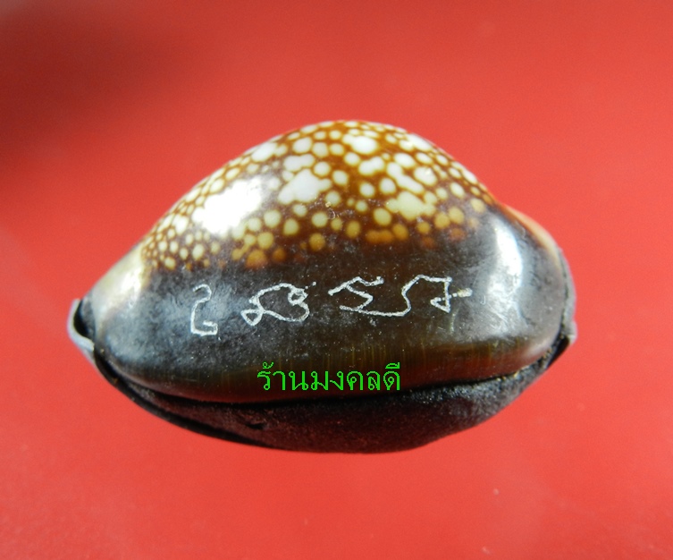 เบี้ยแก้ ปลุกเสกโดย หลวงปู่บัว ถามโก อุดผงพรายกุมารคลุกรักชันโรง เลขสวย 842 พร้อมกระดาษยันต์