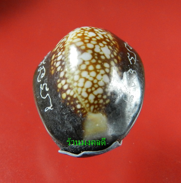 เบี้ยแก้ ปลุกเสกโดย หลวงปู่บัว ถามโก อุดผงพรายกุมารคลุกรักชันโรง เลขสวย 842 พร้อมกระดาษยันต์