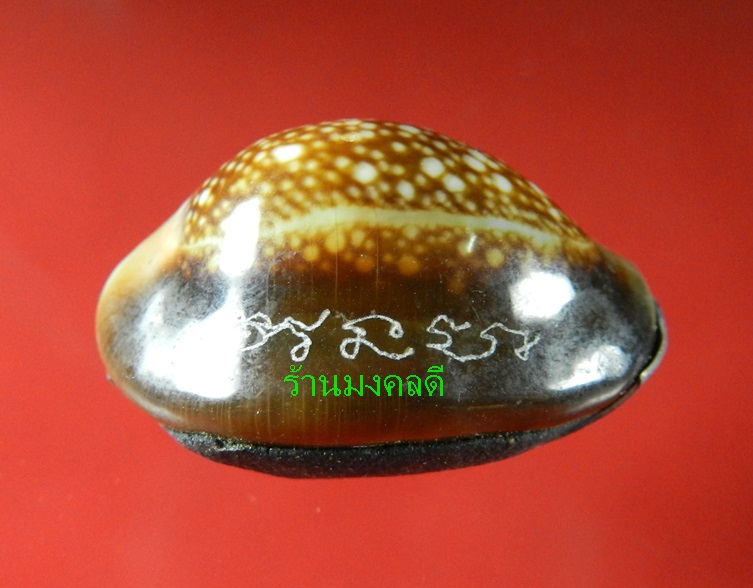 เบี้ยแก้ อุดผงพรายกุมารคลุกรักชันโรง ปลุกเสกโดย หลวงปู่บัว ถามโก  เลข 1340  พร้อมกระดาษยันต์ ปี54