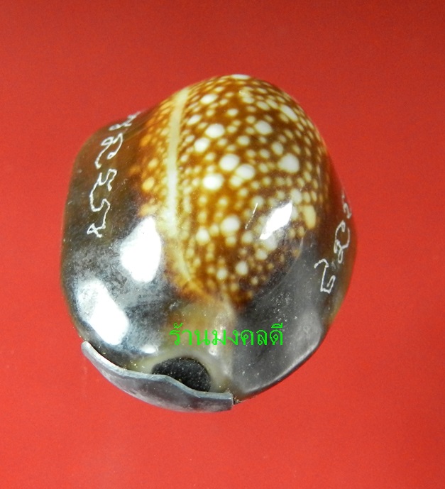 เบี้ยแก้ อุดผงพรายกุมารคลุกรักชันโรง ปลุกเสกโดย หลวงปู่บัว ถามโก  เลข 1340  พร้อมกระดาษยันต์ ปี54