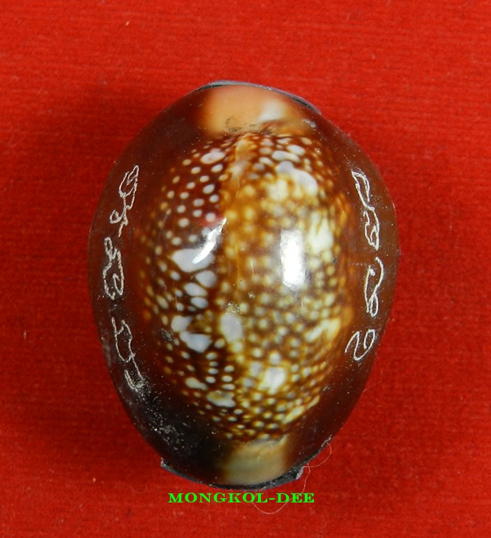 เบี้ยแก้ อุดผงพรายกุมารคลุกรักชันโรง ปลุกเสกโดย หลวงปู่บัว ถามโก เลข 2713 พร้อมกระดาษยันต์ ปี54