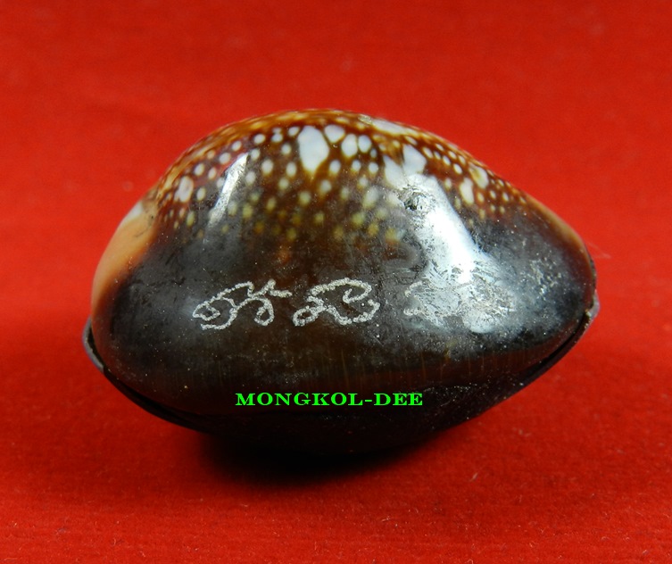 เบี้ยแก้ อุดผงพรายกุมารคลุกรักชันโรง ปลุกเสกโดย หลวงปู่บัว ถามโก เลข 2713 พร้อมกระดาษยันต์ ปี54