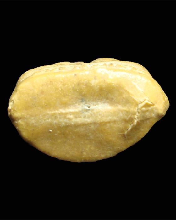 พระปิดตา ตุ๊กตาเล็ก เนื้อผงเกสรฝังตะกรุด หลวงปู่โต๊ะ วัดประดู่ฉิมพลี