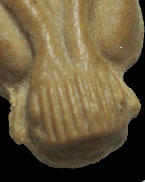 พระปิดตา ตุ๊กตาเล็ก เนื้อผงเกสรฝังตะกรุด หลวงปู่โต๊ะ วัดประดู่ฉิมพลี