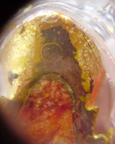 เศียรปู่่เสือนวะเพ้นทองเดิมวัดหลวงปู่กาหลง