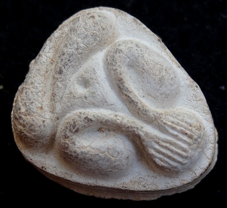  พระปิดตามหาเสน่ห์ หลังยันต์พุทโธ เนื้อเกสร