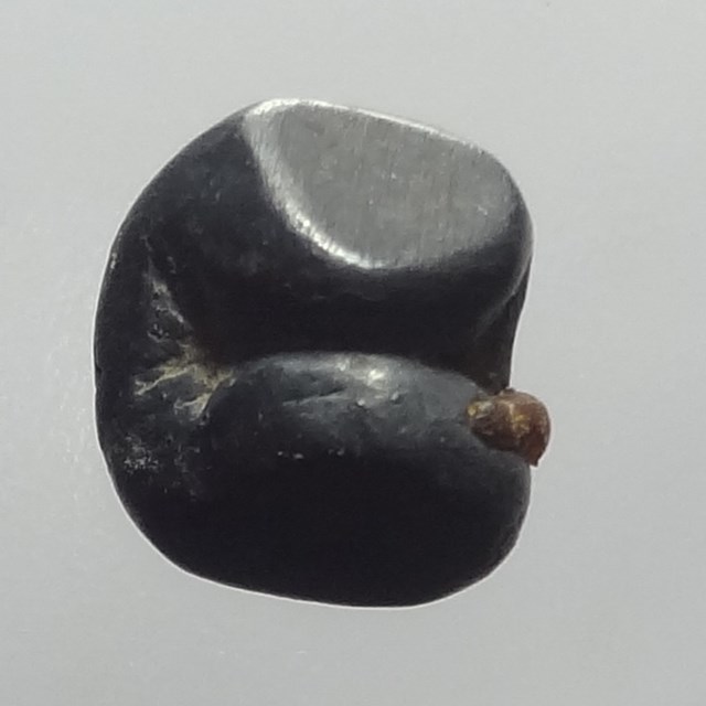 เงินพดด้วงตราช้าง 2 ตา