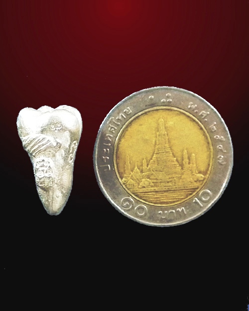 ทันตธาตุ หลวงปู่ลี กุสลธโร  ปี. ๒๕๕๖ เนื้อเงิน