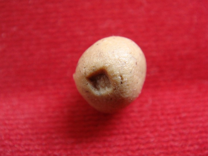 ตะกรุดเมตตา (นะหน้าทอง) + ลูกอมมหาเสน่ห์ แสนจะขลัง หลวงปู่มี วัดมารวิชัย เมตตา+-คงกะพันในดอกเดียว