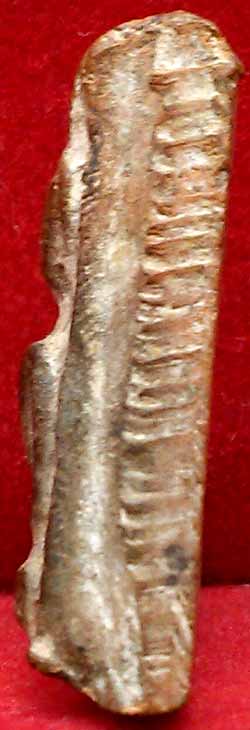 *นางพญาอกนูน เนื้อดิน ปี๒๔๗๒..ลป.โต๊ะ วัดประดู่ฉิมพลี(2)*