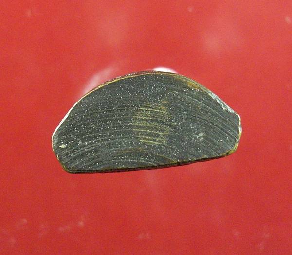 รูปเหมือนบรรจุกริ่ง สมเด็จโต ออกวัดอินทรวิหาร บางขุนพรหม