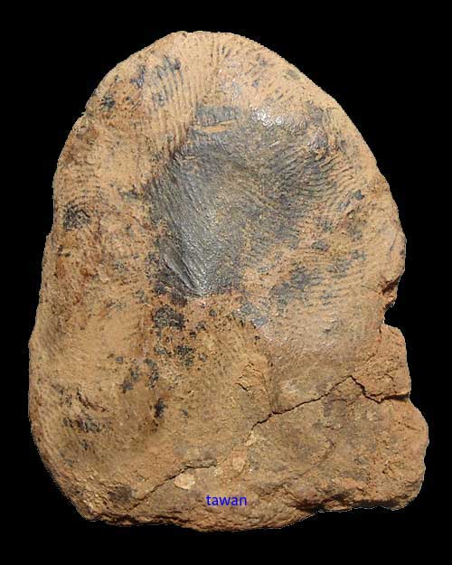 พระร่วงนั่งเข่ากว้าง กรุ สปจ เนื้อดิน จ.กำแพงเพชร