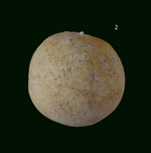 ลูกอม เนื้อผงยาจินดามณี วัดไผ่ล้อม // หลวงปู่ทิม วัดระหารไร่ จ.ระยอง ปลุกเสก ปี 14(2)