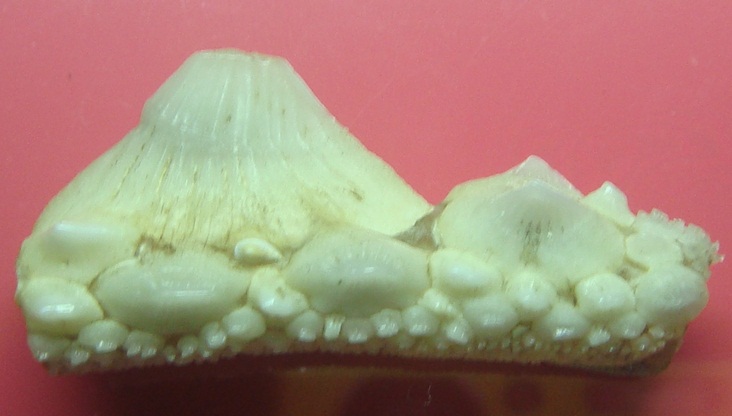 บัตรรับประกันพระแท้