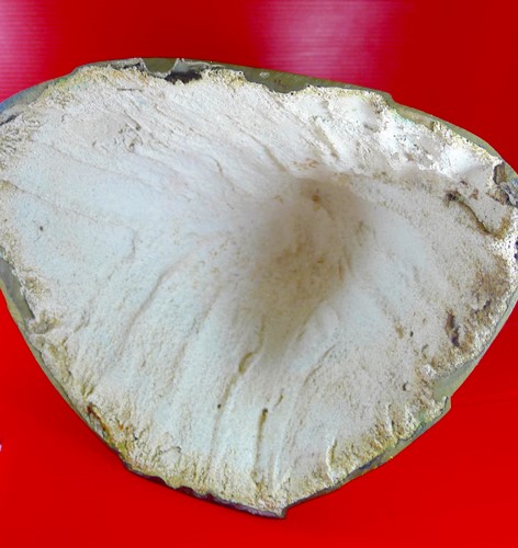 หลวงพ่อขาว วัดนครโปรดสัตว์  บ้านแพรก อยุธยา