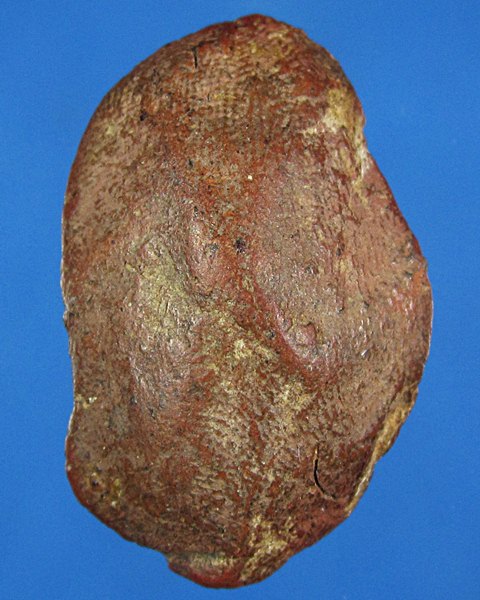 พระชุดกิมตึ๋ง พิมพ์มอญแปลง กรุวัดพระรูป จ.สุพรรณบุรี