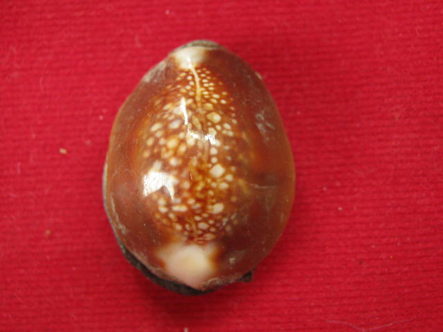 เบี้ยแก้ หลวงพ่อเกษม ปี38 จ.ลำปาง กล่อง เดิม ...B2