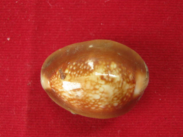 เบี้ยแก้ หลวงพ่อเกษม ปี38 จ.ลำปาง กล่อง เดิม ...458