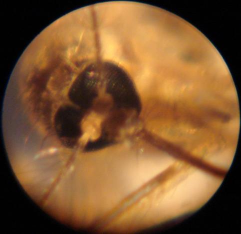   กล้องจุลทัศน์ microscope zoom 60x-100x Zoom Zoom .เคาะเดีย ว 