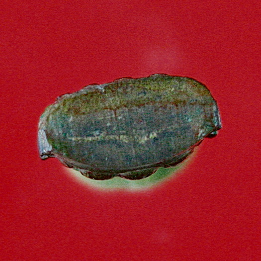 รูปเหมือนปั๊มพระแก้วมรกต วัดท่าแพ จ.นครศรีธรรมราช พ่อท่านคล้ายปลุกเสก ปี2504