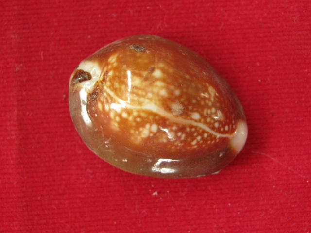 เบี้ยแก้ หลวงพ่อเกษม ปี38 จ.ลำปาง กล่อง เดิม 