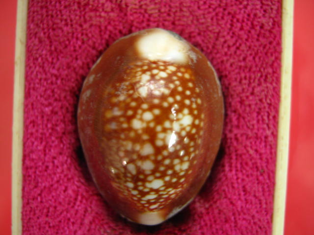 เบี้ยแก้ หลวงพ่อเกษม ปี38 จ.ลำปาง กล่องเดิม ...