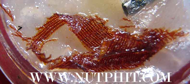 126*สีผึ้งมหาเมตตาผสมเทียนชัย ตะกรุดเงิน-ทอง-พร้อมจีวรของหลวงพ่อเกษม เขมโก ลำปาง*