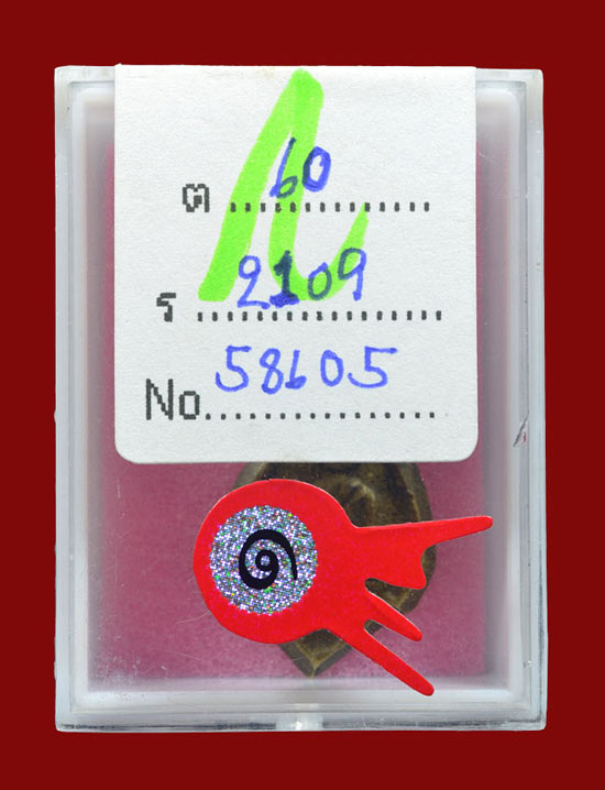 เหรียญหล่อก้นแมงดาหลวงพ่อวัดไร่ขิง