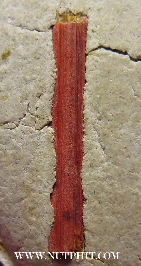 ล็อกเก็ต หลังผงพุทธคุณ+ธูปที่หลวงพ่อใช้ไหว้พระ+จีวร ลพ.เกษม เขมโก*195