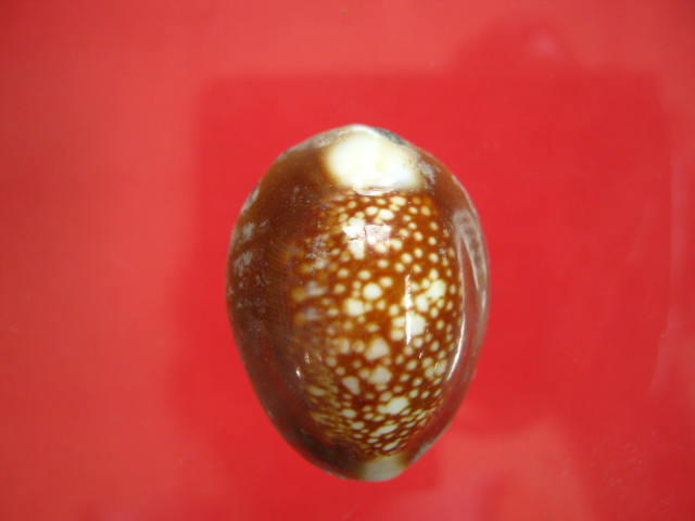 เบี้ยแก้ หลวงพ่อเกษม ปี38 จ.ลำปาง กล่องเดิม ...