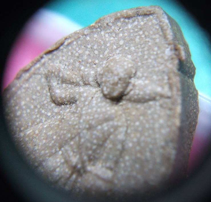 หลวงปู่โต๊ะ วัดประดู่ฉิมพลี " พระสีวลีเนื้อเกสร ฝังตะกรุด 1 ดอก "