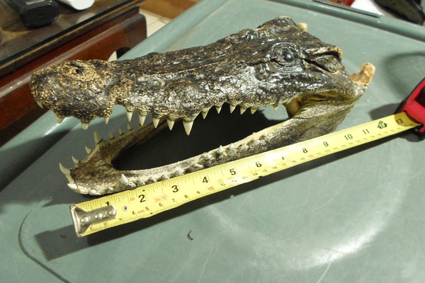 หัวจรเข้แท้ๆ ครับ ขนาดตามภาพ  สวยๆ  หัวที่ 1 ครับ