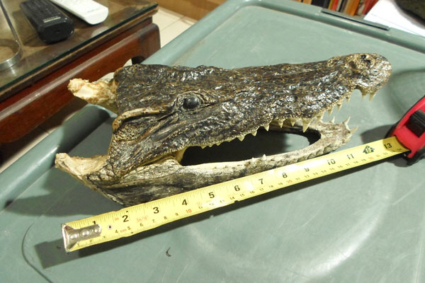 หัวจรเข้แท้ๆ ครับ ขนาดตามภาพ  สวยๆ  หัวที่ 1 ครับ