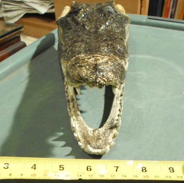 หัวจรเข้แท้ๆ ครับ ขนาดตามภาพ  สวยๆ  หัวที่ 1 ครับ