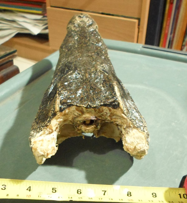 หัวจรเข้แท้ๆ ครับ ขนาดตามภาพ  สวยๆ  หัวที่ 1 ครับ