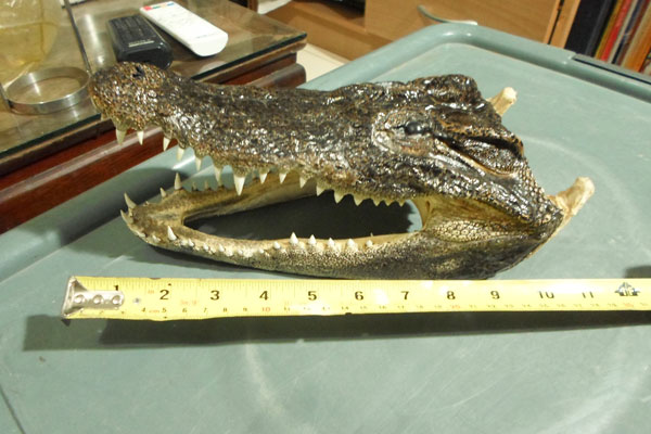 หัวจรเข้แท้ๆ ครับ ขนาดตามภาพ  สวยๆ  หัวที่ 2 ครับ