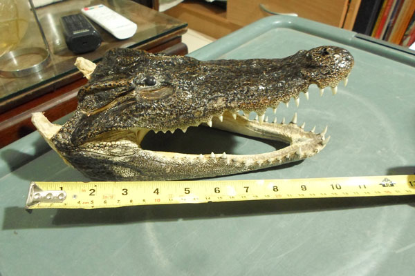 หัวจรเข้แท้ๆ ครับ ขนาดตามภาพ  สวยๆ  หัวที่ 2 ครับ