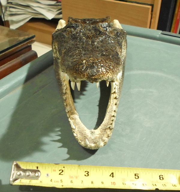 หัวจรเข้แท้ๆ ครับ ขนาดตามภาพ  สวยๆ  หัวที่ 2 ครับ