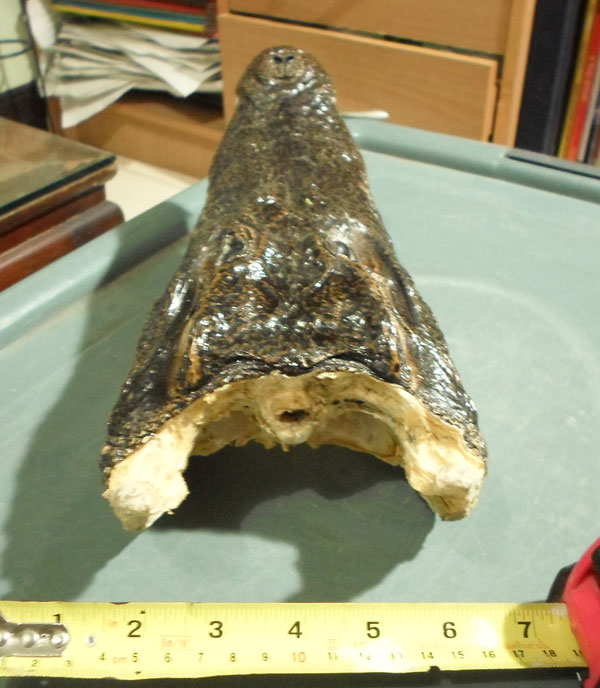 หัวจรเข้แท้ๆ ครับ ขนาดตามภาพ  สวยๆ  หัวที่ 2 ครับ