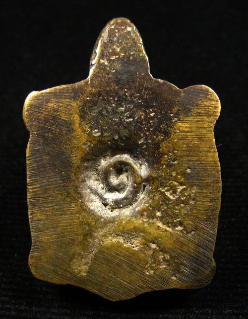 เต่า เนื้อทองผสม สวยไม่ทราบที่ครับ