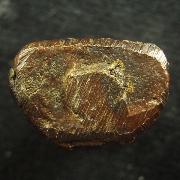 หลวงพ่อเงิน ( 60 )